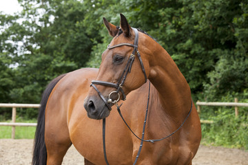 Obraz premium brown horse with bridle