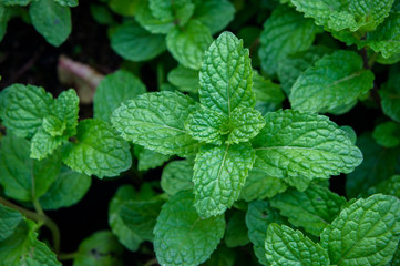 peppermint herb or vegetables in the garden The plant is useful in cooking as a herb to extract fresh scent.