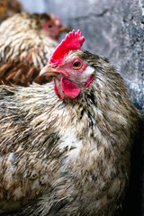 Chickens on the farm. Toned, style, color photo