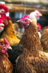 Chickens on the farm. Toned, style, color photo