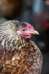 Chickens on the farm. Toned, style, color photo.