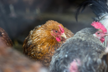 Chickens on the farm. Toned, style, color photo.