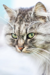 Fototapeta na wymiar Portrait of a gray rural cat.