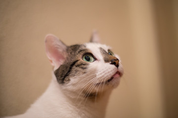Portrait of white cat with green eyes at home. 