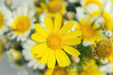 White and yellow daisies flowers in bright sun light. Close-up.