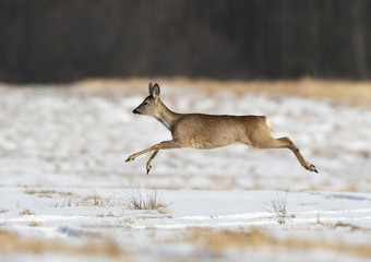 Roe deer (Capreolus capreolus) © Piotr Krzeslak