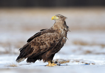 White tailed eagle (Haliaeetus albicilla)