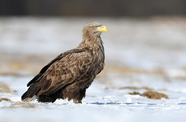 White tailed eagle (Haliaeetus albicilla)