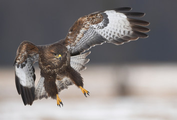 Common buzzard (Buteo buteo)