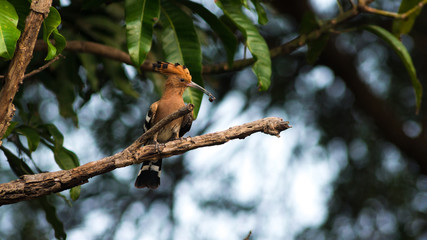 Common Hoopoe bird in nature.