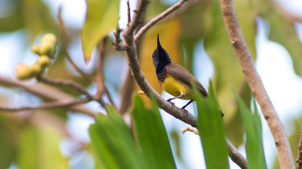 Olive backed Sunbird,Cinnyris Jugularis.
