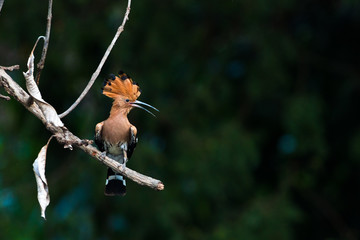 Common Hoopoe bird in nature. © nomadnes