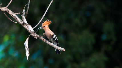 Common Hoopoe bird in nature.