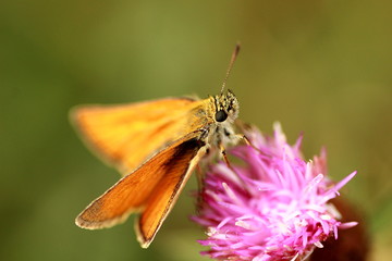 PAPILLON