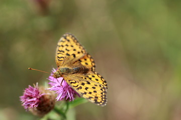 PAPILLON