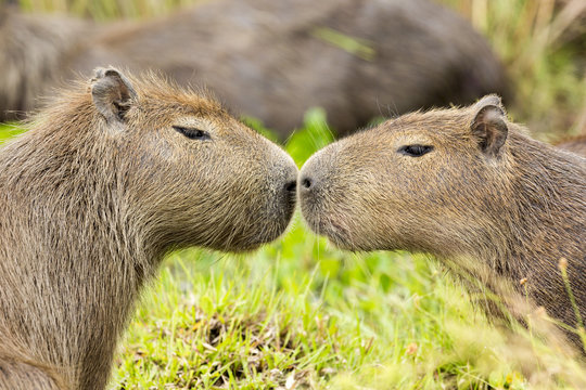 รูปภาพCapivara – เลือกดูภาพถ่ายสต็อก เวกเตอร์ และวิดีโอ101,336 | Adobe ...