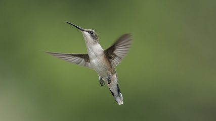 Headed for the Next Flower