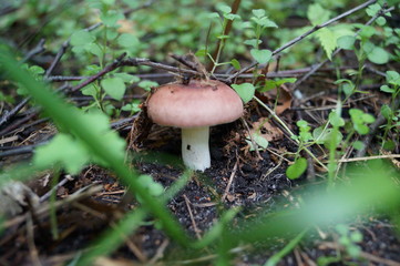mushroom, forest, nature, autumn, fungus, food, boletus, brown, edible, fungi, mushrooms, cap, grass, moss, green, red, wood, toadstool, season, plant, cep, wild, macro, white, fall