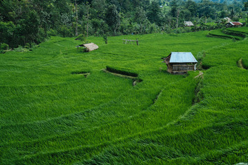 Rice Field