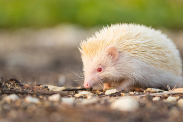 Naklejka na ściany i meble Albino porcupine lying on the ground floor. Animal in Naturally portrait style with blur green grass background. Soft focus. (African Pgymy Hedgehogs)