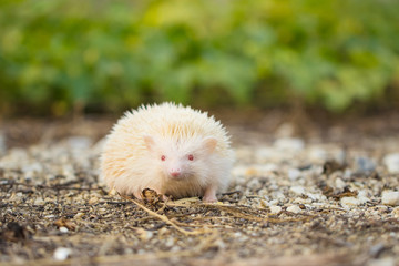 Albino porcupine lying on the ground floor. Animal in Naturally portrait style with blur green grass background. Soft focus. (African Pgymy Hedgehogs)