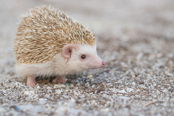 Albino porcupine lying on the ground floor. Animal in Naturally portrait style with blur background. Soft focus. (African Pgymy Hedgehogs)