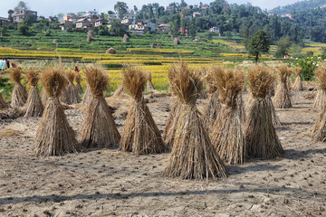 Rice fields in Batashi village, Panauti, Nepal