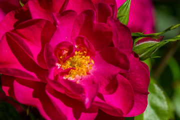 Pink dog rose (Rosa canina)in the summer garden.Macro Photo