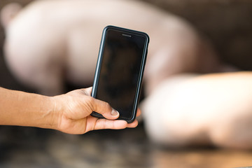 Female hand holding modern smartphone with blur pigs sleeping in the farm. Soft focus and blur. Industry concept.