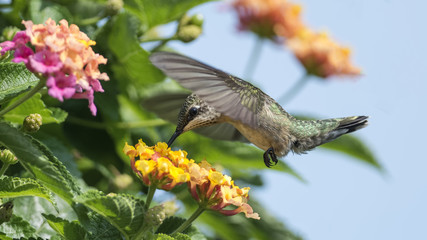 Lantana and Blue Sky