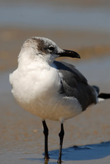 That Gull Over There