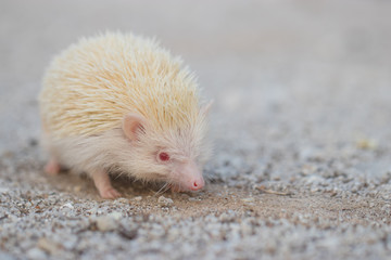 Albino porcupine lying on the ground floor. Animal in Naturally portrait style with blur background. Soft focus. (African Pgymy Hedgehogs)