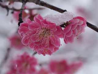 梅と雪