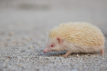 Albino porcupine lying on the ground floor. Animal in Naturally portrait style with blur background. Soft focus. (African Pgymy Hedgehogs)
