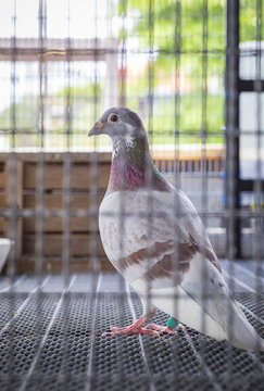 milly color feather speed racing pigeon bird in racing home loft