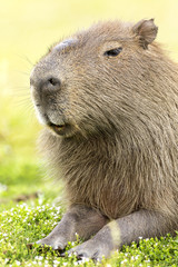 Capybara (Hydrochaeris hydrochaeris)