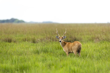 Male Marsh Deer (Blastocerus dichotomus)