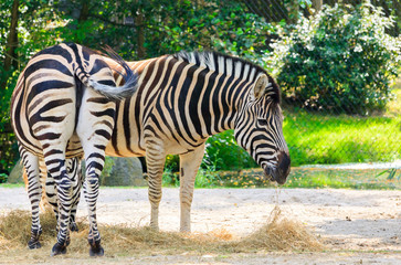 Fototapeta na wymiar Zebra's Eating
