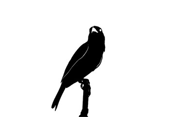 Black tone of bird stand on branch of tree isolate on white background.