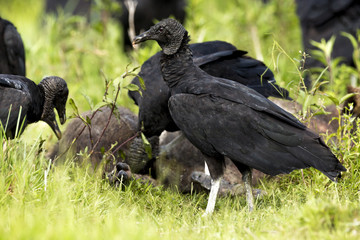 Black Vulture (Coragyps atratus)