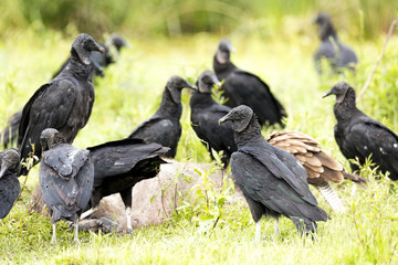 Black Vulture (Coragyps atratus)