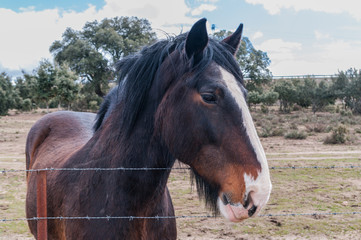 Fototapeta premium Beautiful horses on the pasture