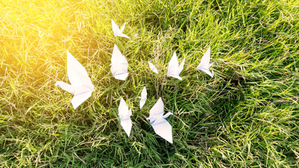 Dove bird paper white on grass green background