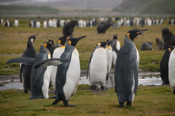 Obraz premium King Penguins on Salisbury plains