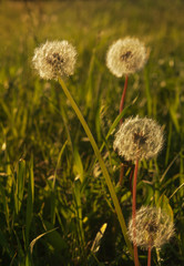 Seeds of dandelions in the warm light of the setting sun