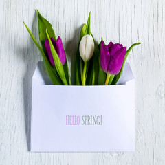Beautiful tulips in a mail envelope. Greeting card. Copy space.