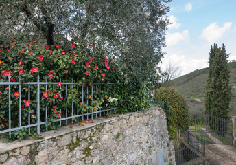 Camellia red flowers along a gate, in Tuscan landscape