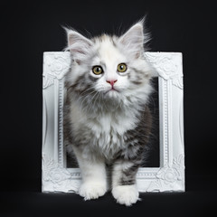 High white tortie Maine Coon girl kitten with attitude in white photo frame isolated on black...