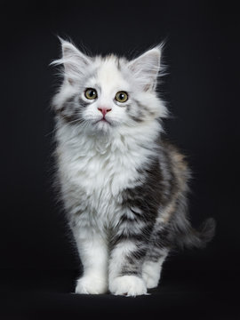 High white tortie Maine Coon girl kitten with attitude standing facing camera isolated on black background
