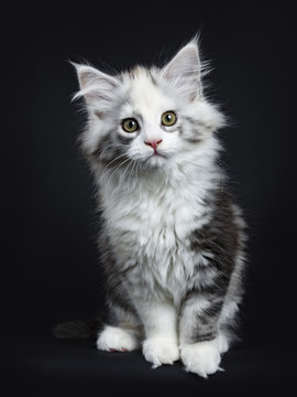 High white tortie Maine Coon girl kitten with attitude sitting up looking very curious in lens isolated on black background